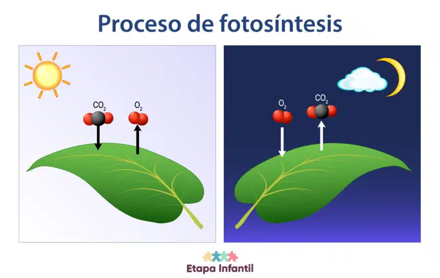 Proceso de fotosíntesis