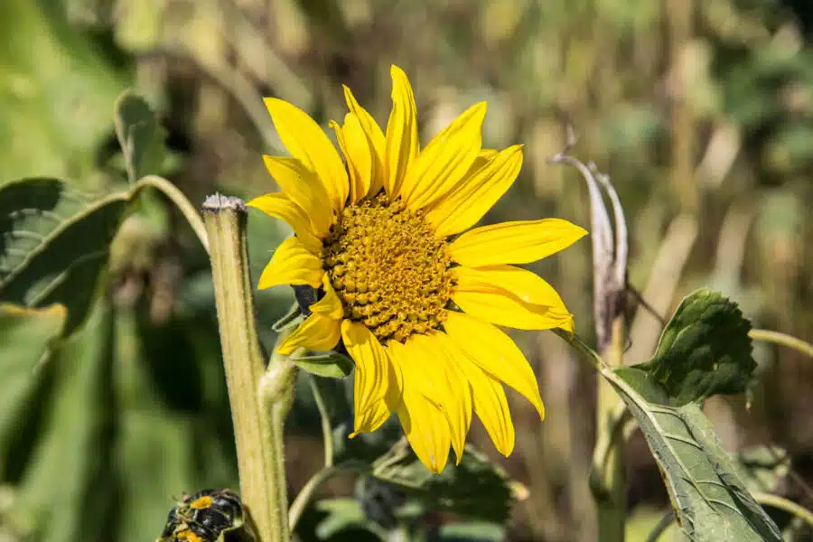 Ejemplos sucesión fibonacci naturaleza