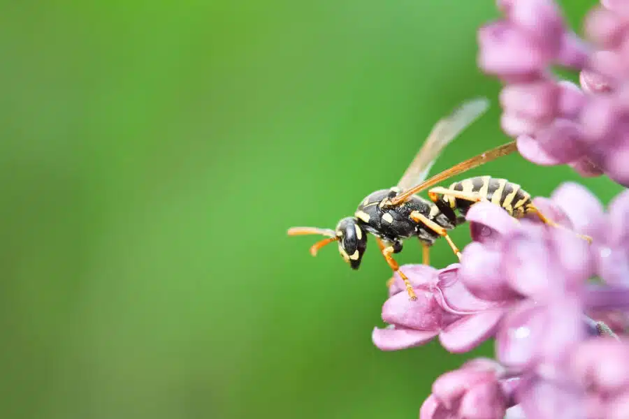 Picadura de avispa