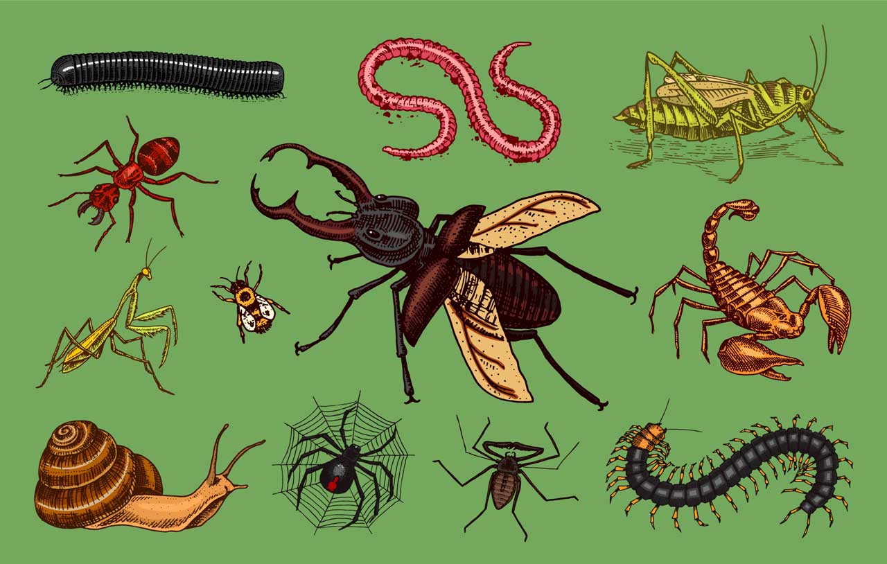 Animales invertebrados: ¿Cuáles son y qué características tienen?