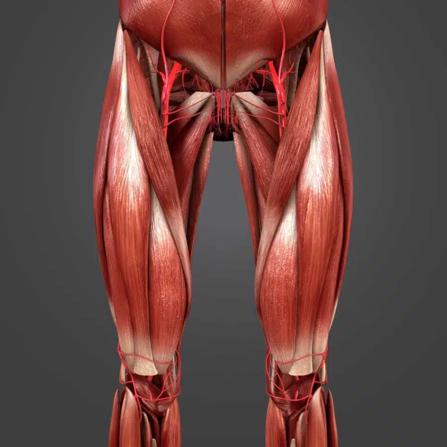 Músculo Cuádriceps