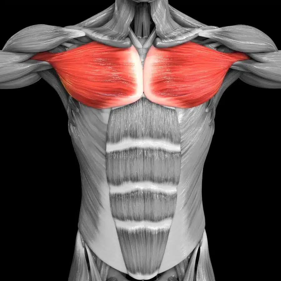 Músculo Pectorales
