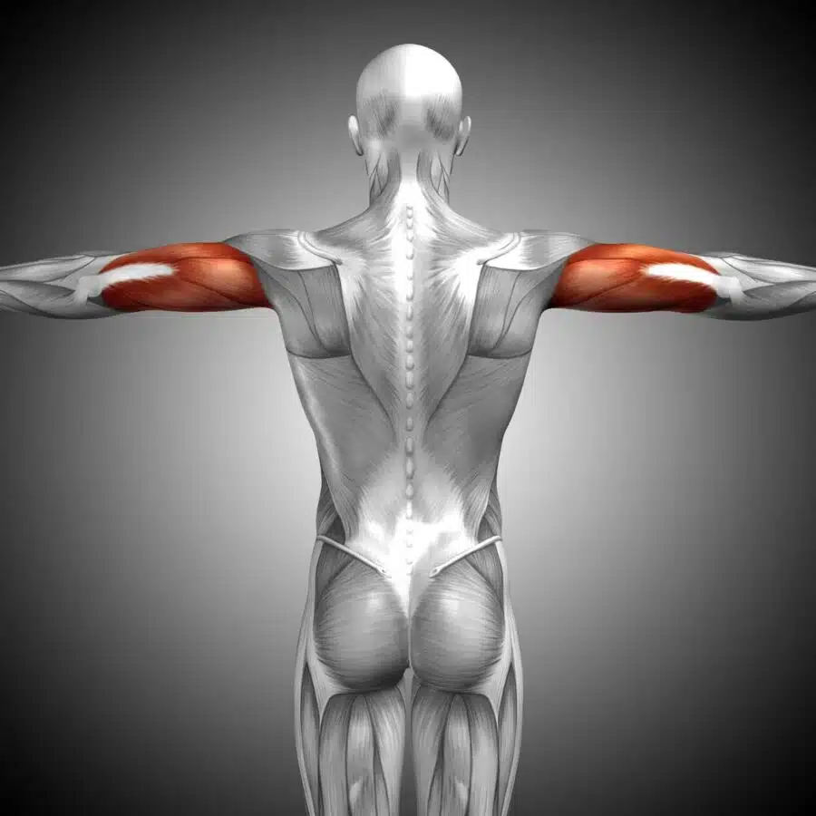 Músculos Bíceps y tríceps